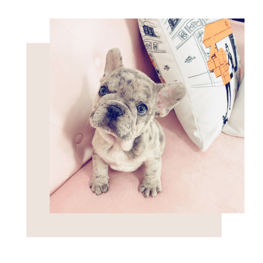 french bulldog bulldog