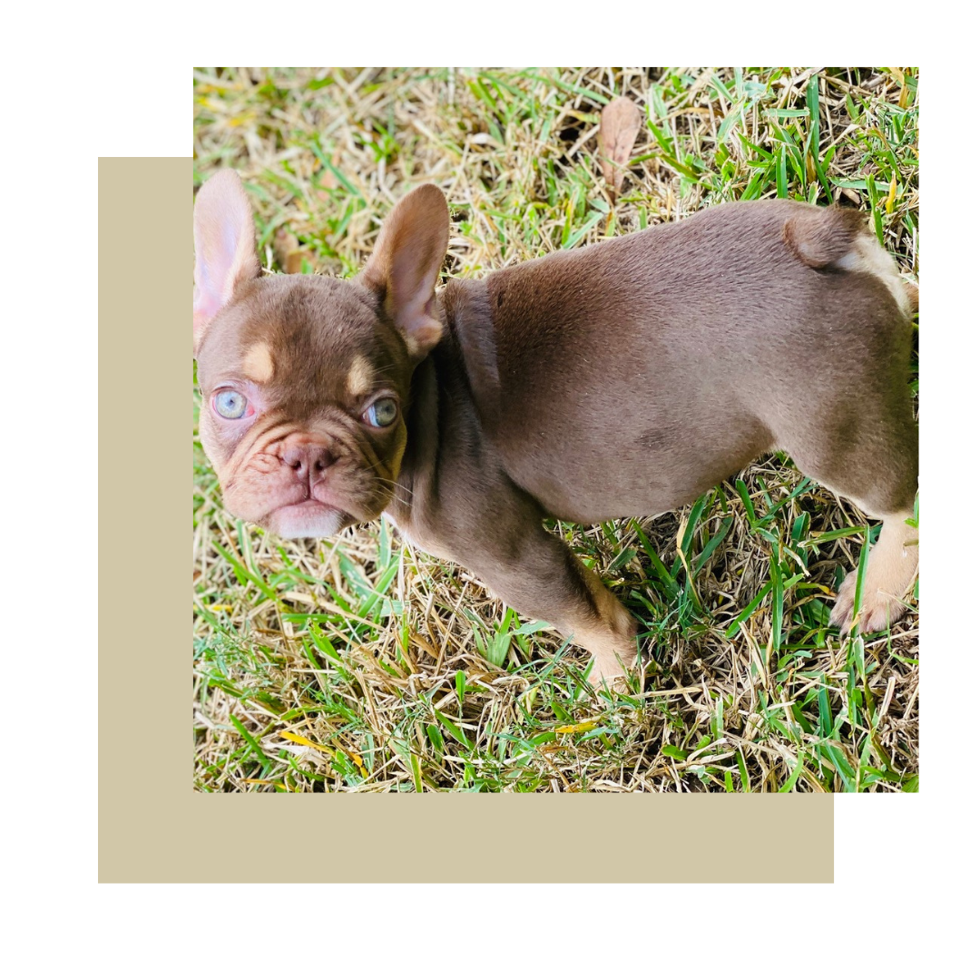 french bulldog bulldog