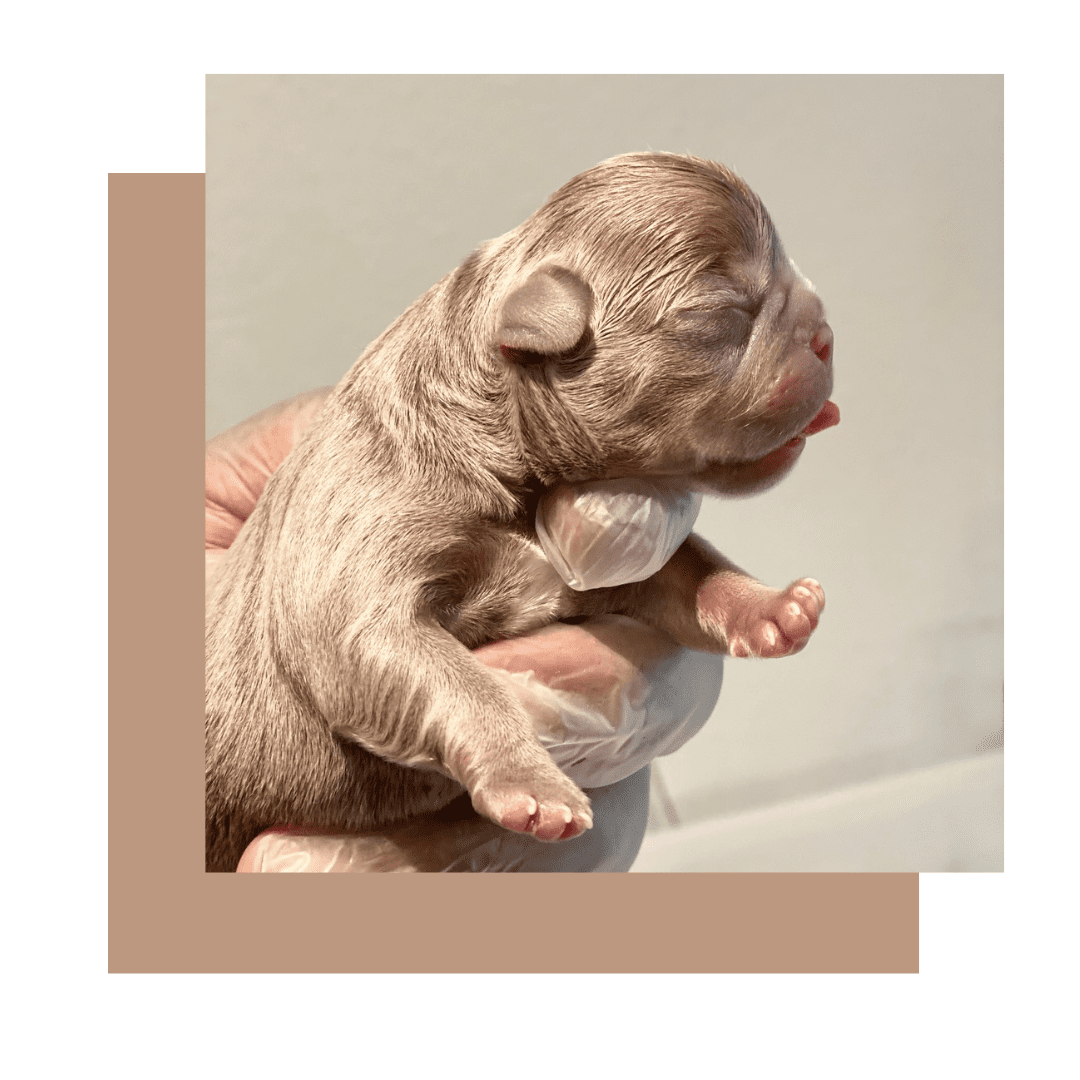 french bulldog bulldog