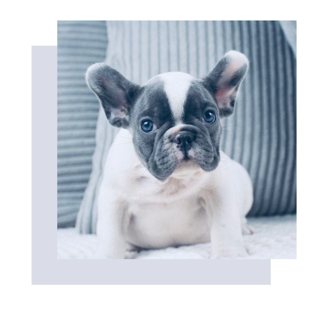 french bulldog bulldog